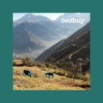 Bedbug Album Cover